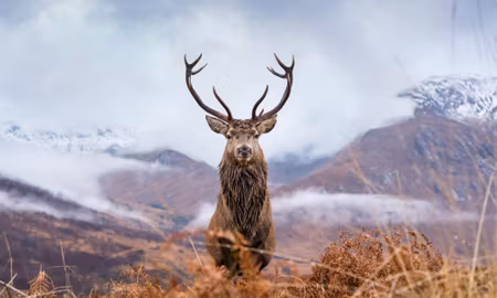 Canvastavla - Multipart a Deer on a Background of