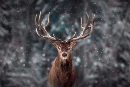 Canvastavla - Multipart Deer in the Forest D