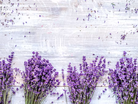 Canvastavla - Multipart Lavender Flowers on a