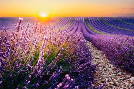 Canvastavla - Multipart Lavender Field At Sunset D