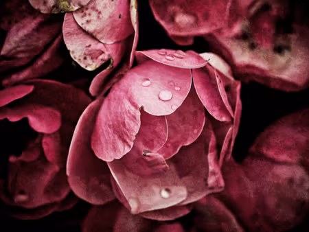 Canvastavla - Multipart Peony Flowers Close Up D