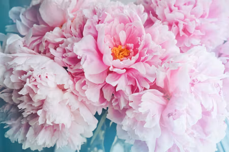 Canvastavla - Multipart D Peony Bouquet