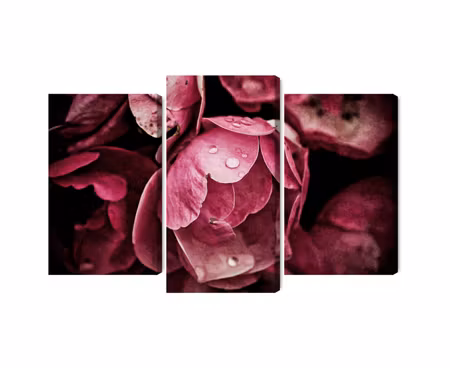 Canvastavla - Multipart Peony Flowers Close Up D
