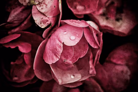 Canvastavla - Multipart Peony Flowers Close Up D