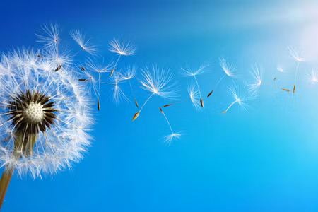 Canvastavla - Multipart Dandelion with Flying