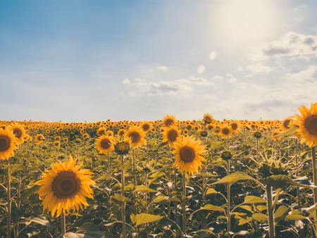 Canvastavla - Multipart Sunflower Field on a