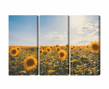 Canvastavla - Multipart Sunflower Field on a