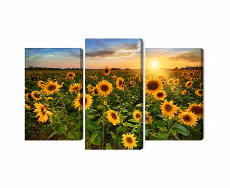 Canvastavla - Multipart Sunflower Field At Sunset