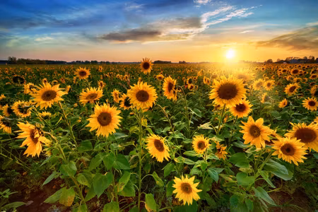 Canvastavla - Multipart Sunflower Field At Sunset