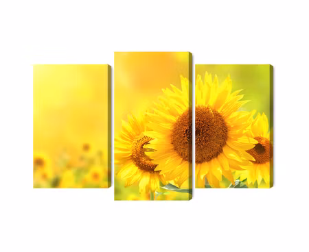 Canvastavla - Multipart Blooming Sunflowers D