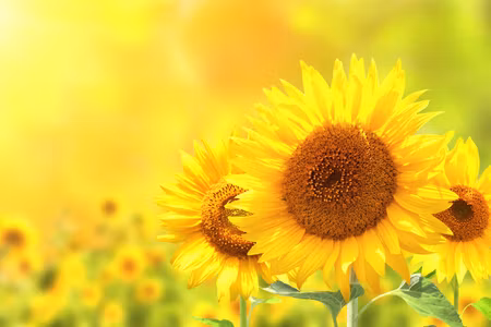 Canvastavla - Multipart Blooming Sunflowers D