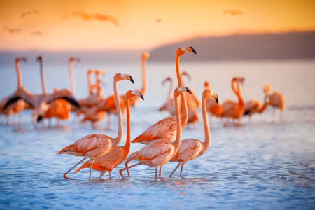 Canvastavla - Multipart a Flock of Flamingos By