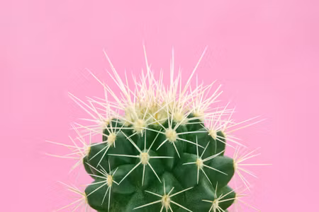 Canvastavla - Multipart Cactus on a Pink