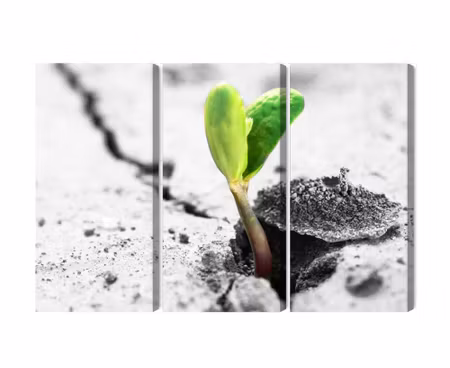 Canvastavla - Multipart D Plant Sprouting
