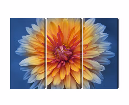 Canvastavla - Multipart Chrysanthemum Flower