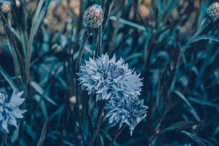Canvastavla - Multipart Cornflowers in the Meadow