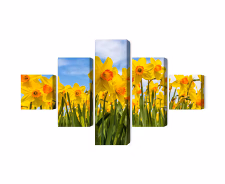 Canvastavla - Multipart Daffodil Field D