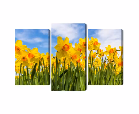 Canvastavla - Multipart Daffodil Field D