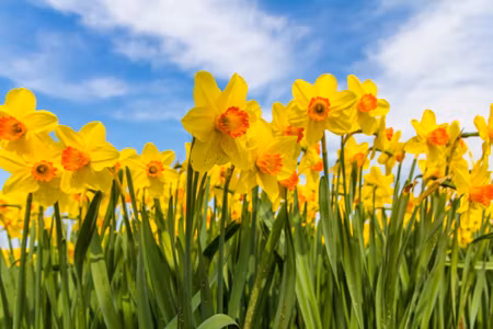 Canvastavla - Multipart Daffodil Field D