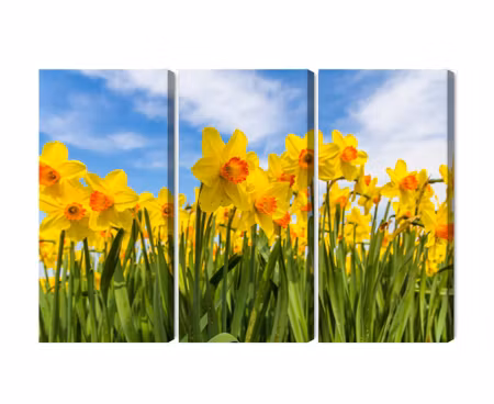 Canvastavla - Multipart Daffodil Field D