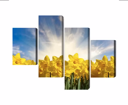 Canvastavla - Multipart D Daffodils Field