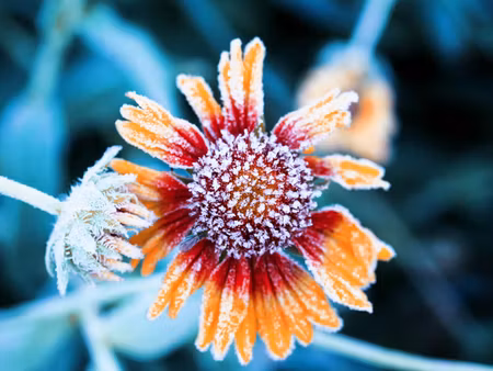 Canvastavla - Multipart Rudbeckia Flowers Covered
