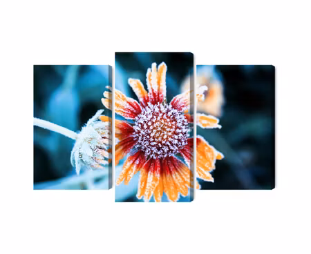 Canvastavla - Multipart Rudbeckia Flowers Covered