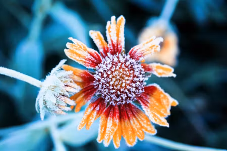 Canvastavla - Multipart Rudbeckia Flowers Covered