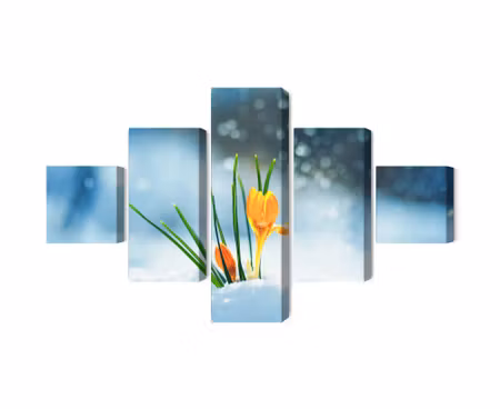 Canvastavla - Multipart Yellow Crocuses Breaking