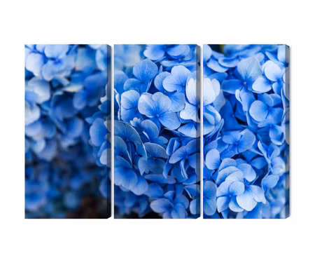 Canvastavla - Multipart Blue Hydrangea Flowers