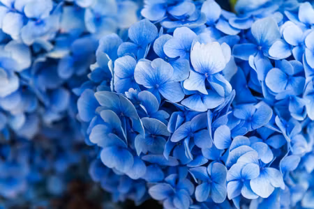 Canvastavla - Multipart Blue Hydrangea Flowers