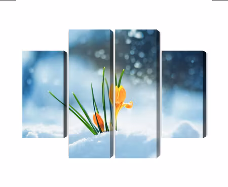 Canvastavla - Multipart Yellow Crocuses Breaking