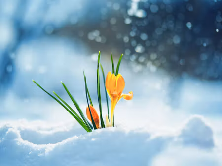 Canvastavla - Multipart Yellow Crocuses Breaking