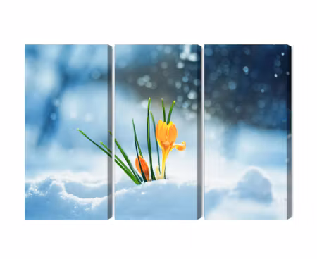Canvastavla - Multipart Yellow Crocuses Breaking