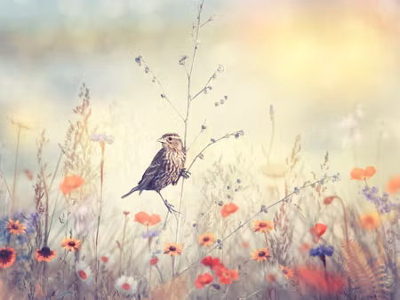 Canvastavla - Multipart a Bird Among Wild Flowers