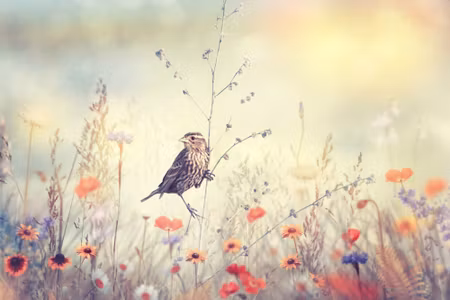 Canvastavla - Multipart a Bird Among Wild Flowers