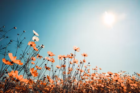 Canvastavla - Multipart Field Flowers in the Sun