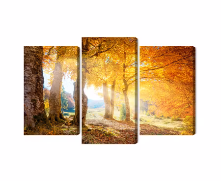 Canvastavla - Multipart Sunny Autumn Forest