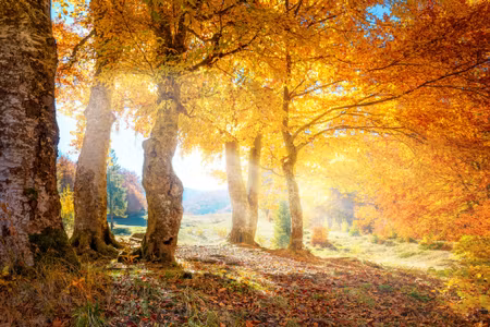 Canvastavla - Multipart Sunny Autumn Forest
