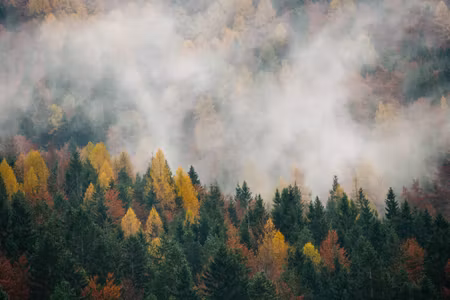 Canvastavla - Multipart Autumn Forest in Fog D