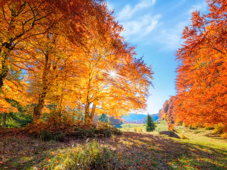 Canvastavla - Multipart Colorful Autumn Trees