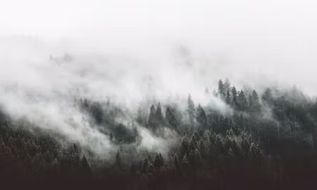 Canvastavla - Multipart D Misty Forest Landscape
