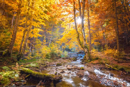 Canvastavla - Multipart D Autumn Forest Landscape
