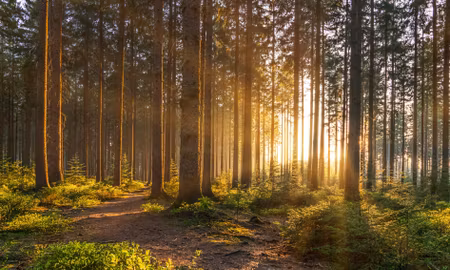 Canvastavla - Multipart Sunset in the Forest