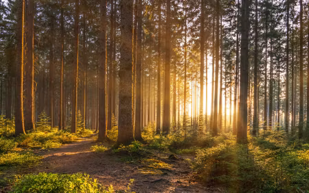 Canvastavla - Multipart Sunset in the Forest