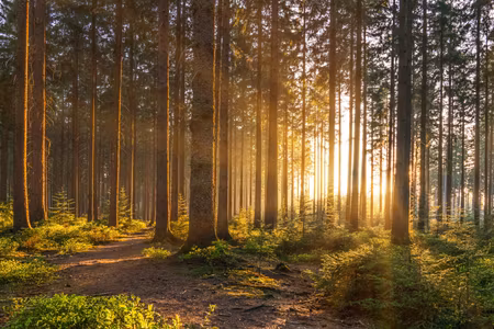 Canvastavla - Multipart Sunset in the Forest