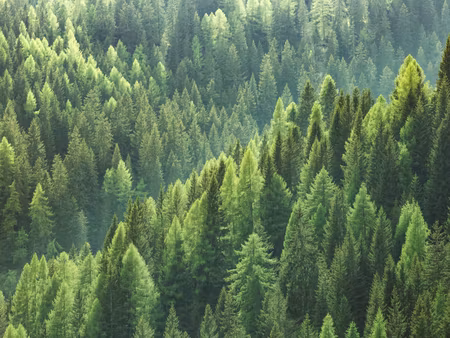 Canvastavla - Multipart the Green of the Forest
