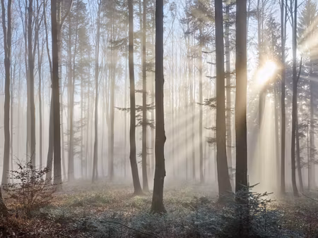 Canvastavla - Multipart Sunrise in the Woods