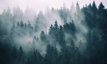 Canvastavla - Multipart Fog in the Green Forest