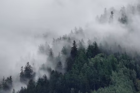 Canvastavla - Multipart Green Misty Forest